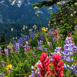 Mountain flowers phone wallpaper