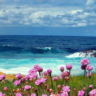 Sea flowers wallpaper