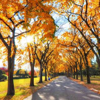 Best 4k mobile nature wallpaper