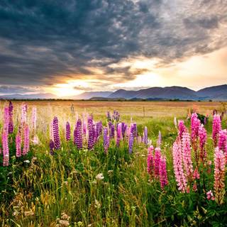Field Lupine flowers wallpaper