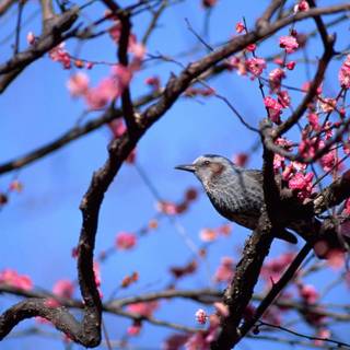 Spring birds flowers wallpaper