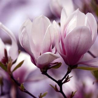 Magnolia HD wallpaper
