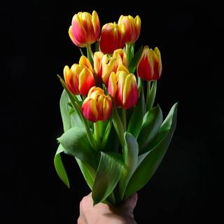 Tulip HD wallpaper