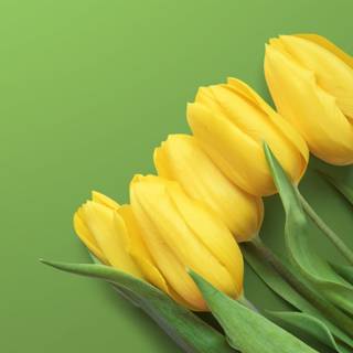 Tulip HD wallpaper