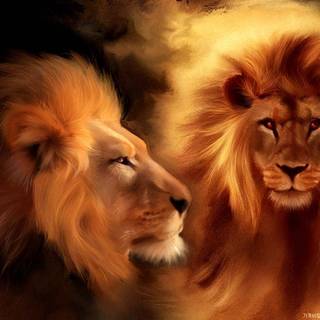 Lion color wallpaper