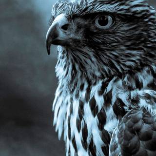 Eagle Android wallpaper