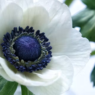 Anemone flower wallpaper