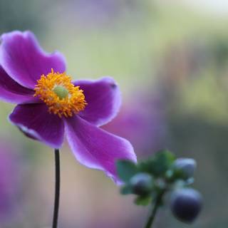 Anemone flower wallpaper