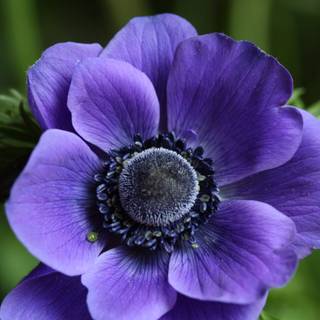 Anemone flower wallpaper