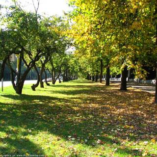 Natural summer wallpaper