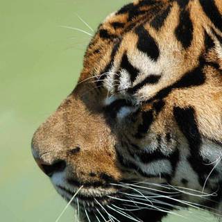 Animal tiger HD wallpaper