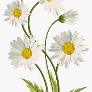 Daisy radiance wallpaper