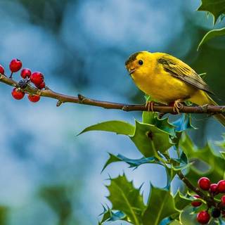 Summer birds wallpaper