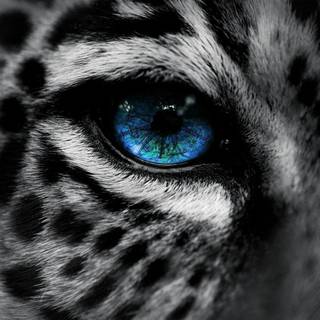 Snow leopard close up wallpaper