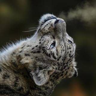 Snow leopard close up wallpaper