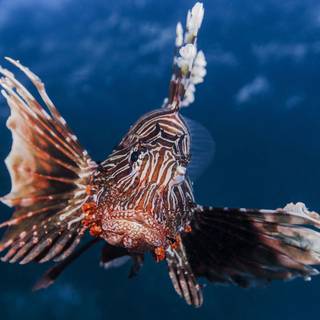 Close up sea animal wallpaper