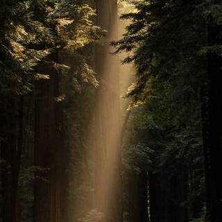 Witch aesthetic wallpaper