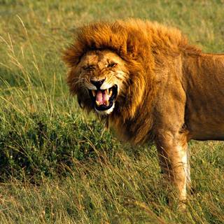 Animal lion HD wallpaper