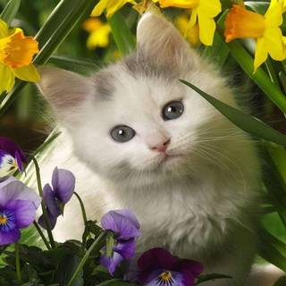 Animal cat HD wallpaper