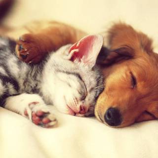 Animal cat HD wallpaper