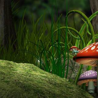 Mushroom HD wallpaper