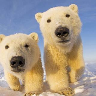 Animal bear HD wallpaper