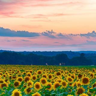 Sunflowers flowers field HD wallpaper