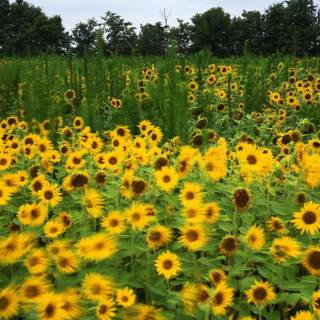 Sunflowers flowers field HD wallpaper
