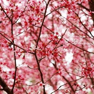 Spring season desktop wallpaper