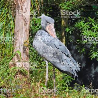 Shoebill Stork wallpaper