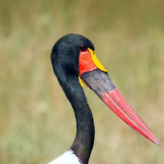 Shoebill Stork wallpaper