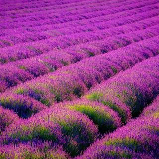 Purple field of flowers wallpaper