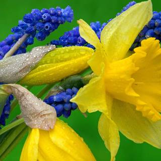 Hyacinth HD wallpaper