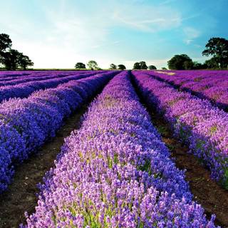 Purple field of flowers wallpaper