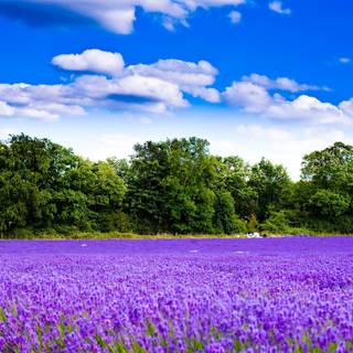 Purple field of flowers wallpaper