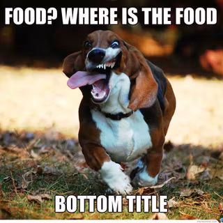 Animal memes wallpaper
