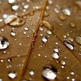 Rain drop HD Android wallpaper