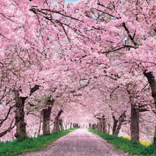 Computer Cherry Blossom tree wallpaper