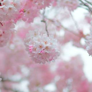 Blossom 4k HD wallpaper