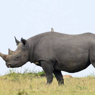 Animal rhino HD wallpaper