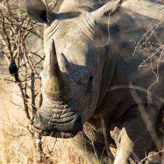 Animal rhino HD wallpaper