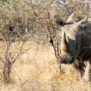 Animal rhino HD wallpaper