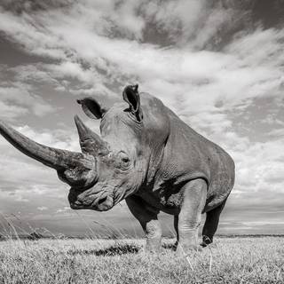 Animal rhino HD wallpaper