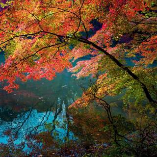 River reflection trees HD wallpaper