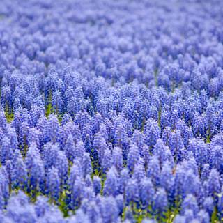 Purple field flowers China wallpaper