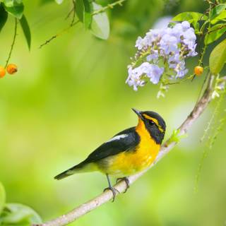 Flycatcher wallpaper