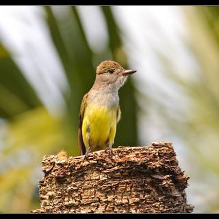 Flycatcher wallpaper