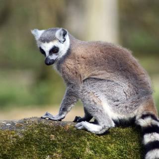 Lemur animal HD wallpaper