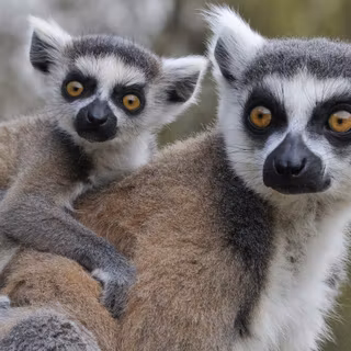Lemur animal HD wallpaper