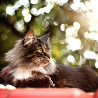 Cats summer wallpaper